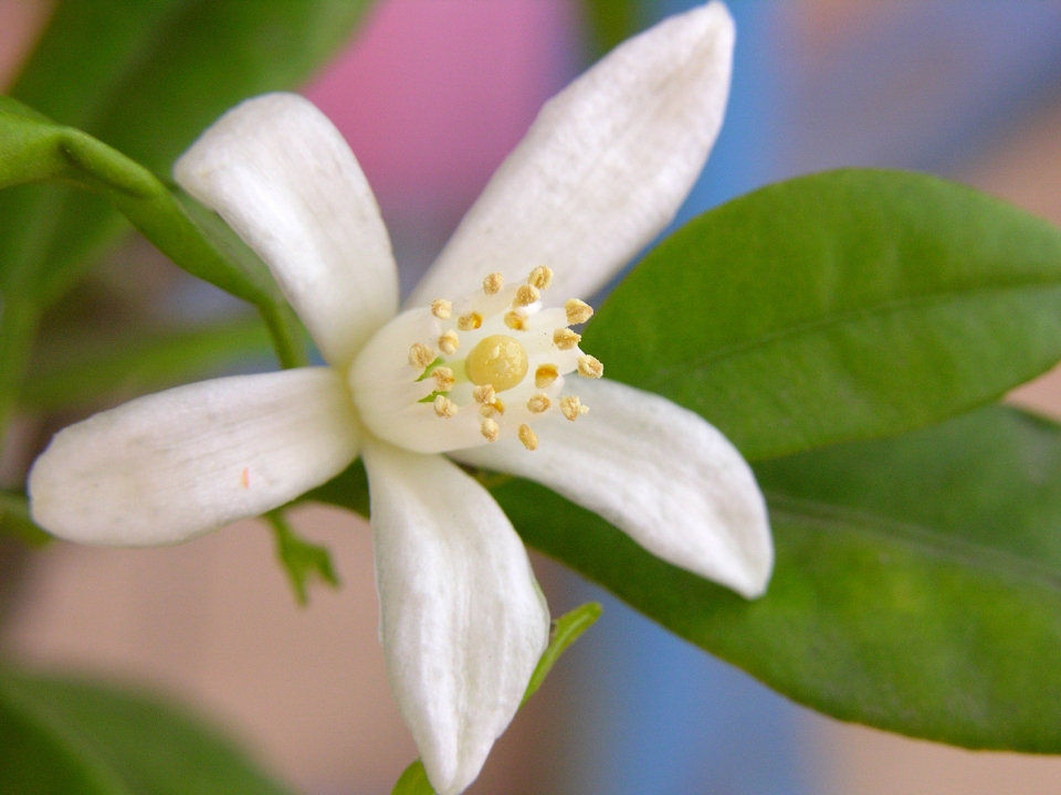 Fortunella japonica