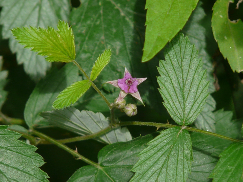 Rubus niveus