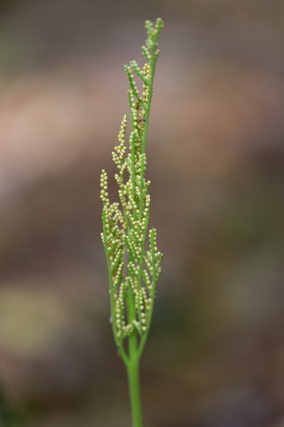 Botrychium virginianum