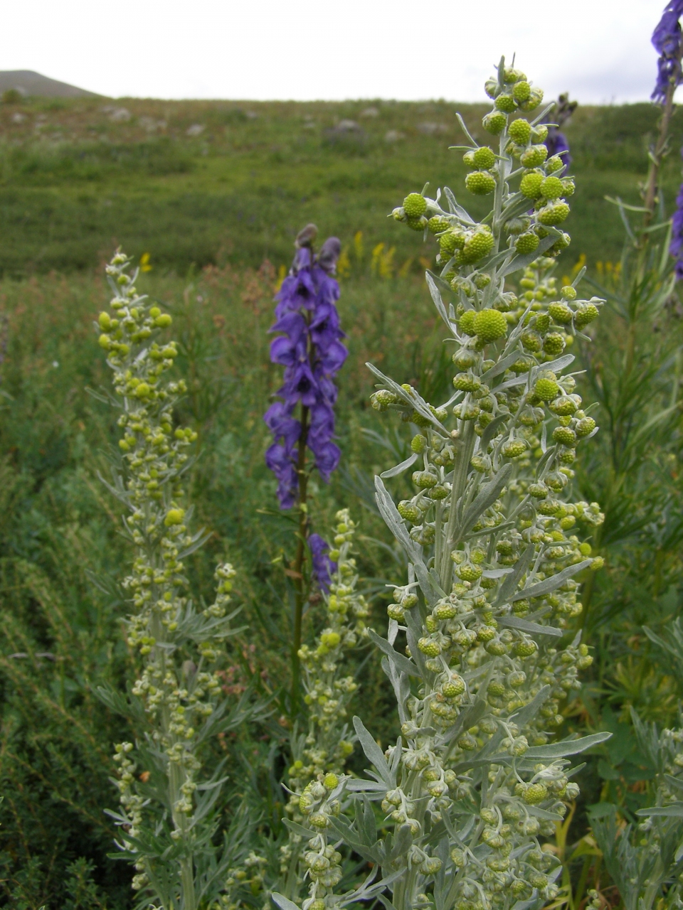 Artemisia sieversiana