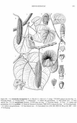 Aristolochia kwangsiensis