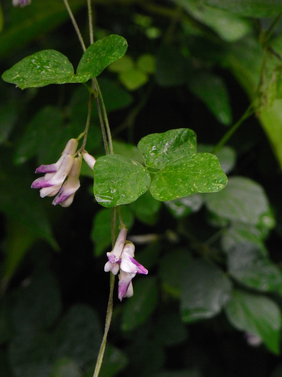 Amphicarpaea edgeworthii