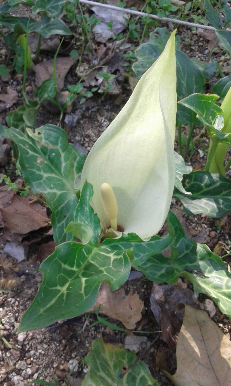 Arum italicum