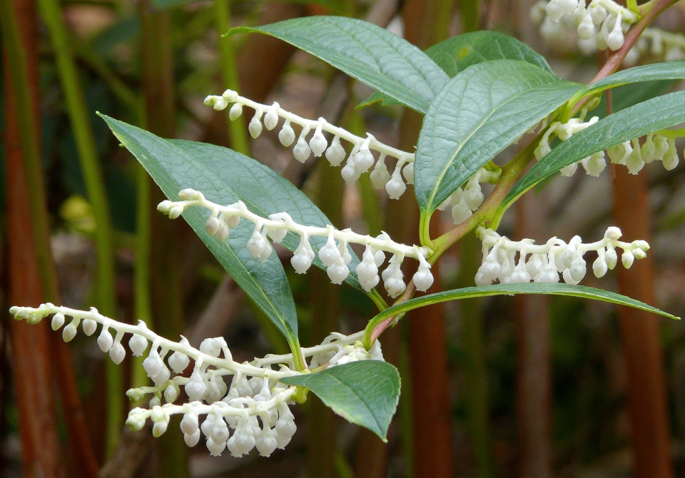 Gaultheria fragrantissima