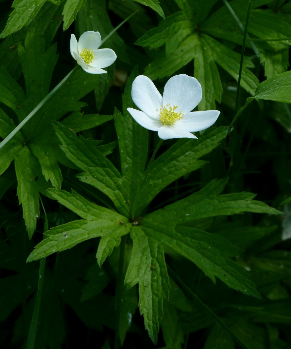 Anemone canadensis