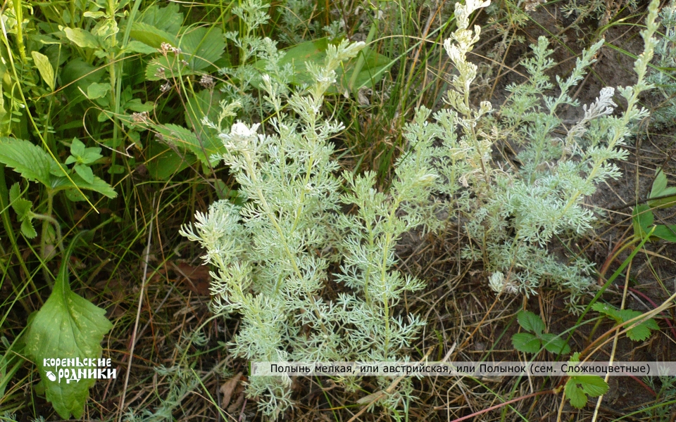 Artemisia austriaca