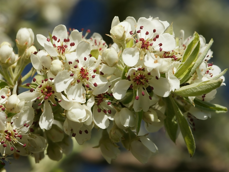 Pyrus spinosa