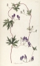 Aconitum volubile