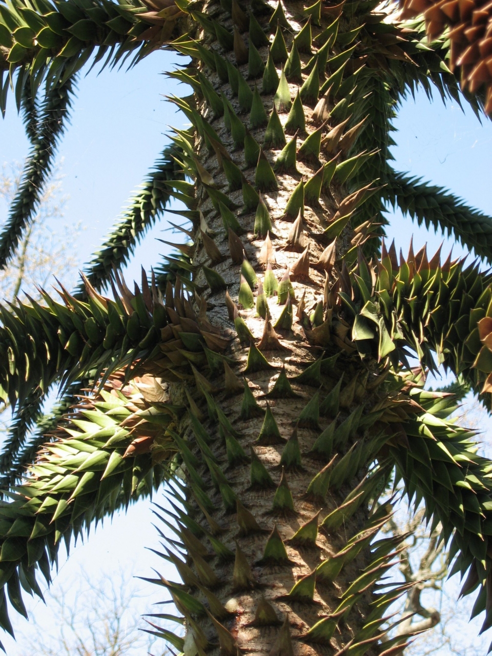 Araucaria araucana