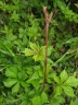 Rubus ikenoensis