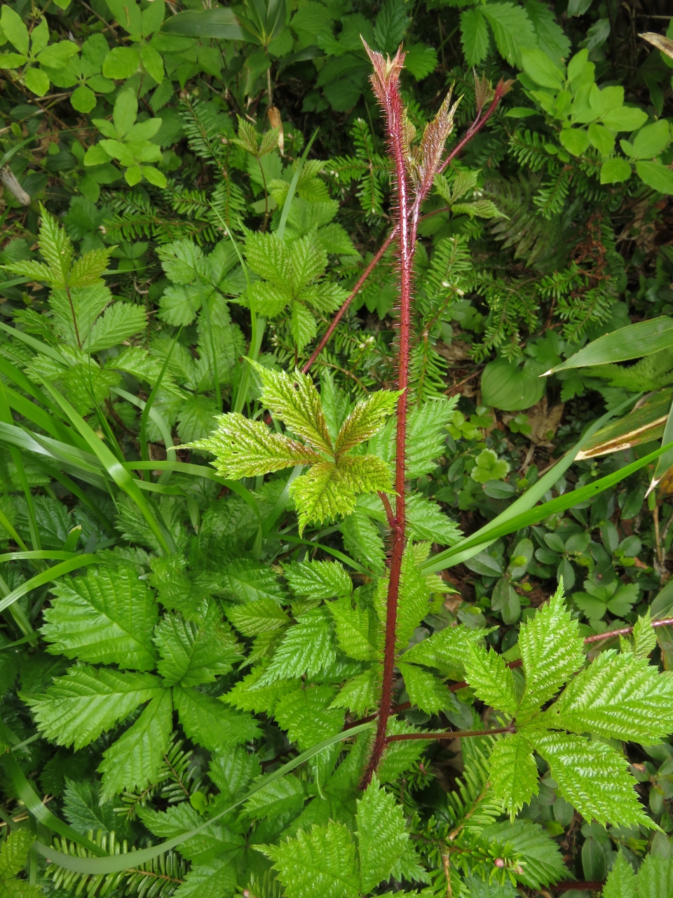 Rubus ikenoensis