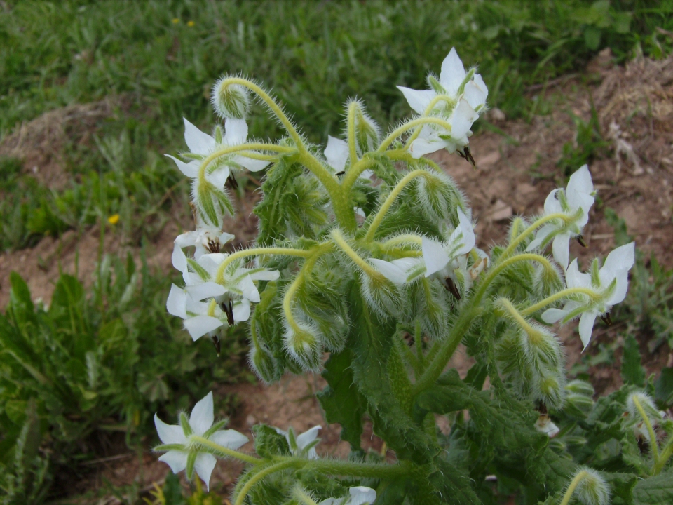 Borago officinalis