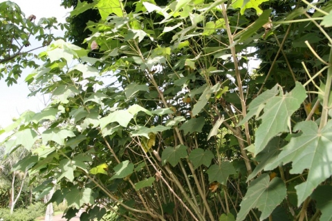 Hibiscus mutabilis