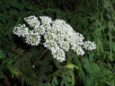 Angelica polymorpha