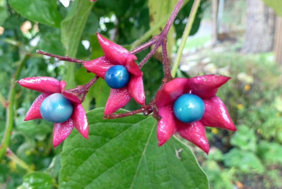 Clerodendrum trichotomum