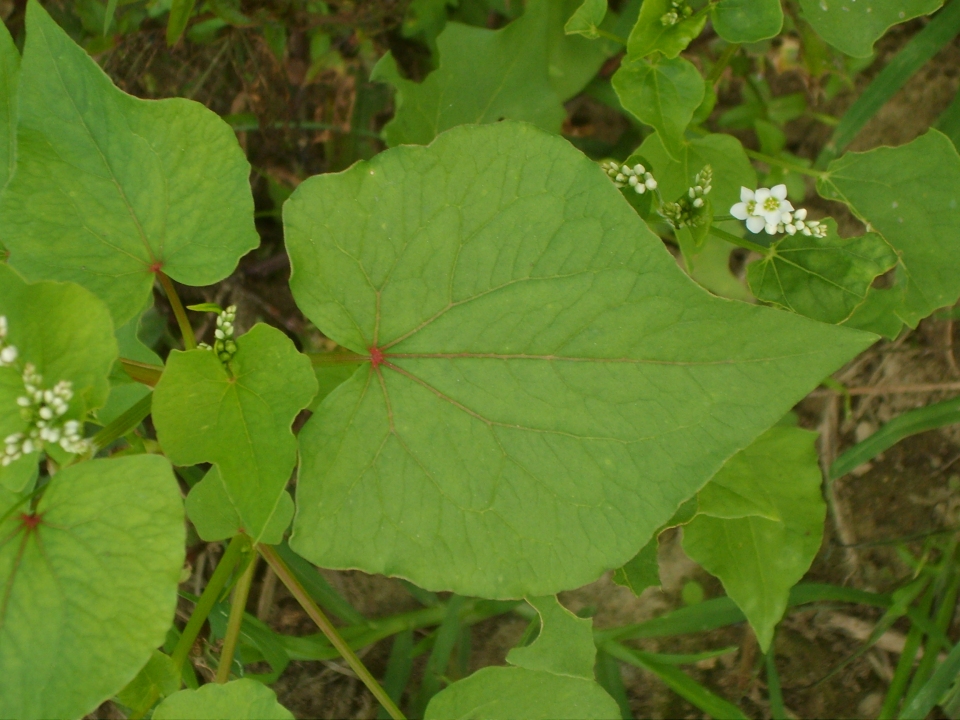 Fagopyrum esculentum