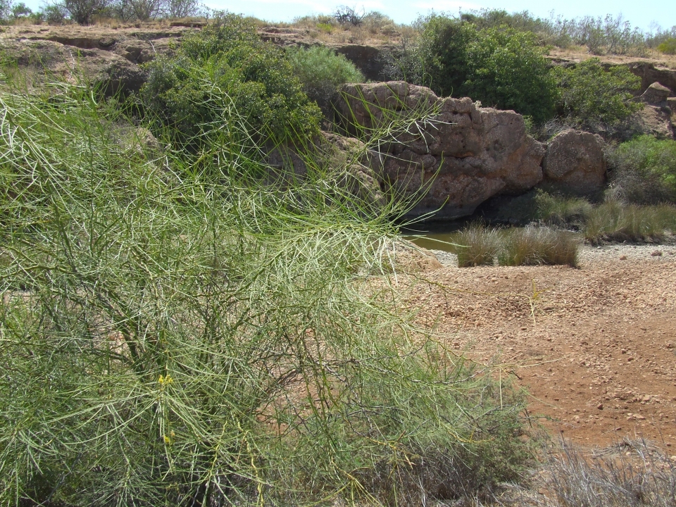 Parkinsonia aculeata