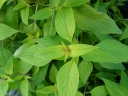 Salvia elegans