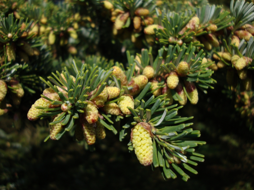 Abies veitchii