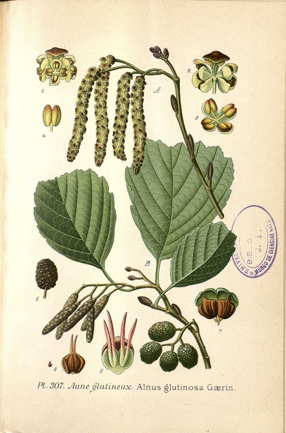 Alnus glutinosa