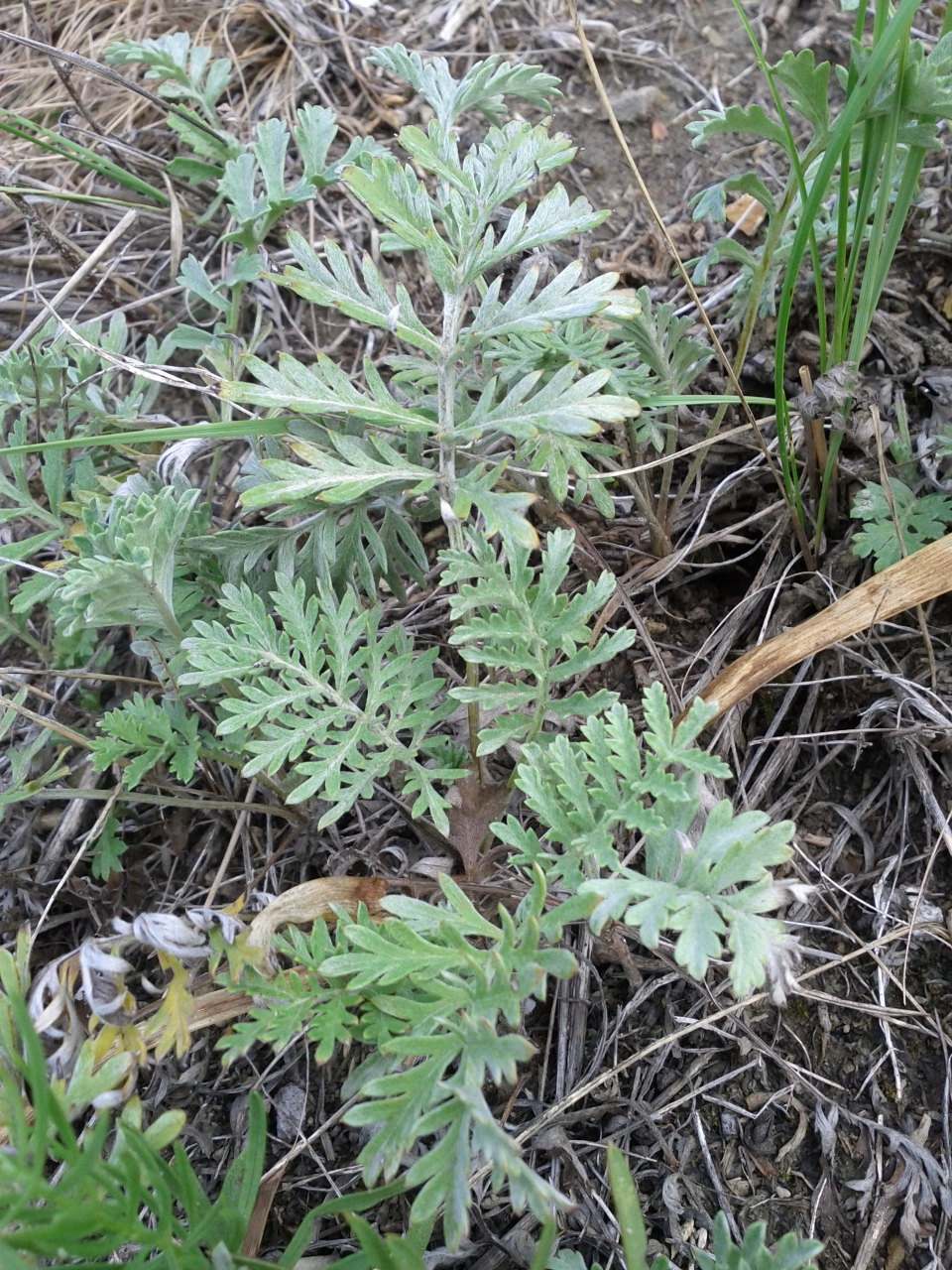 Artemisia pancicii