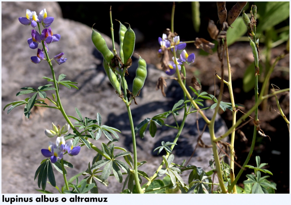 Lupinus albus