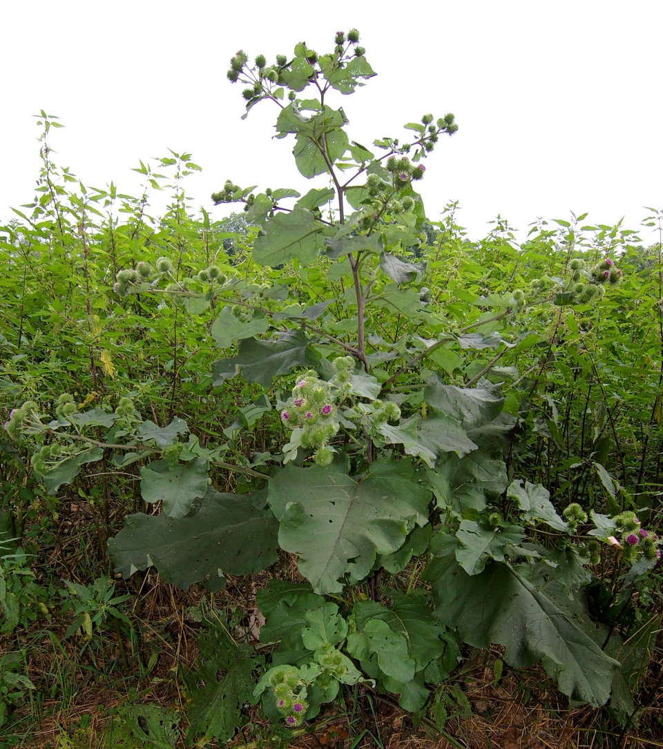 Arctium lappa