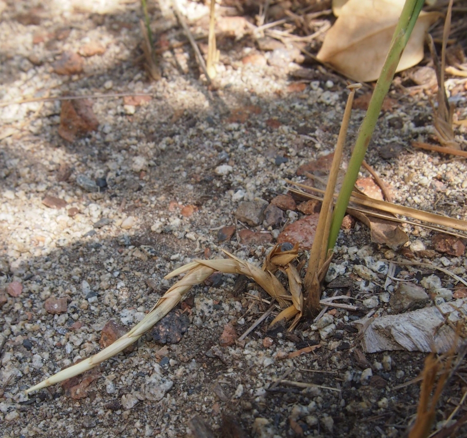 Imperata cylindrica