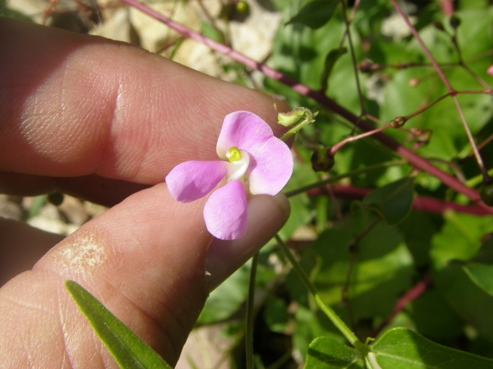 Phaseolus acutifolius