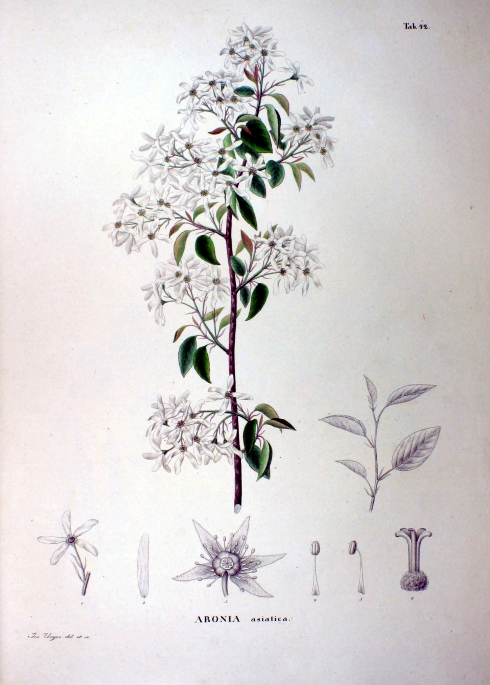 Amelanchier asiatica