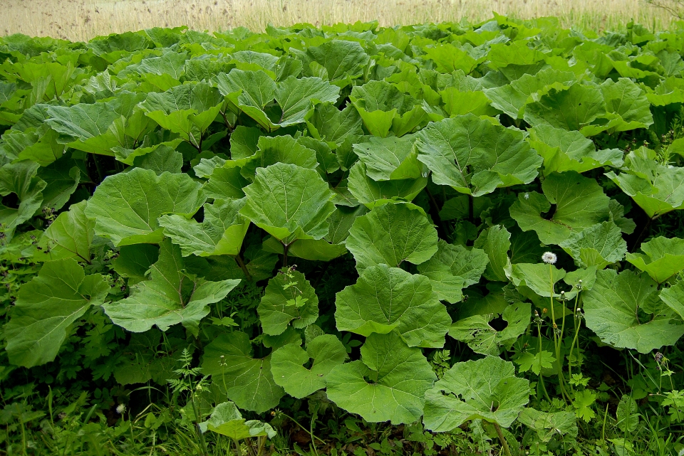 Arctium lappa