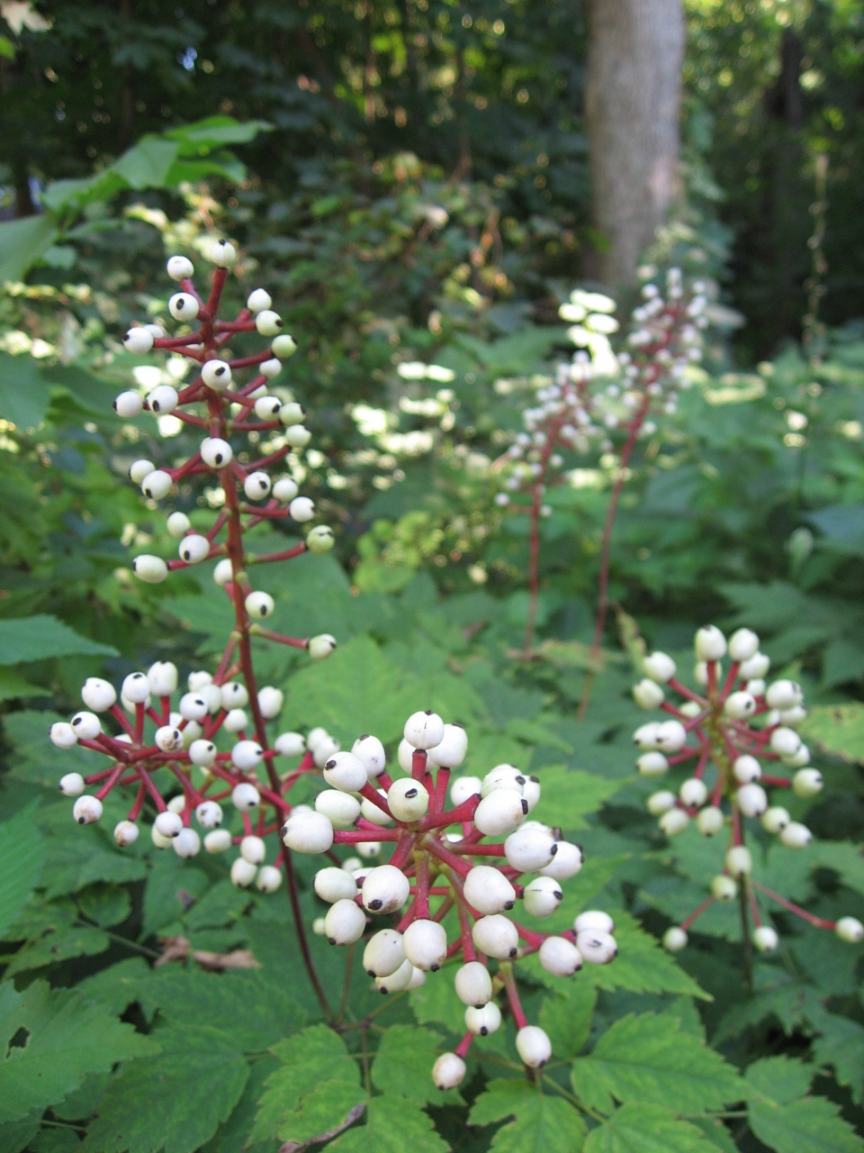 Actaea pachypoda