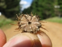 Acaena novae-zelandiae