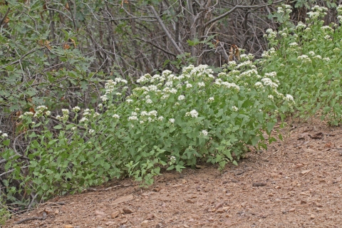 Ageratina herbacea