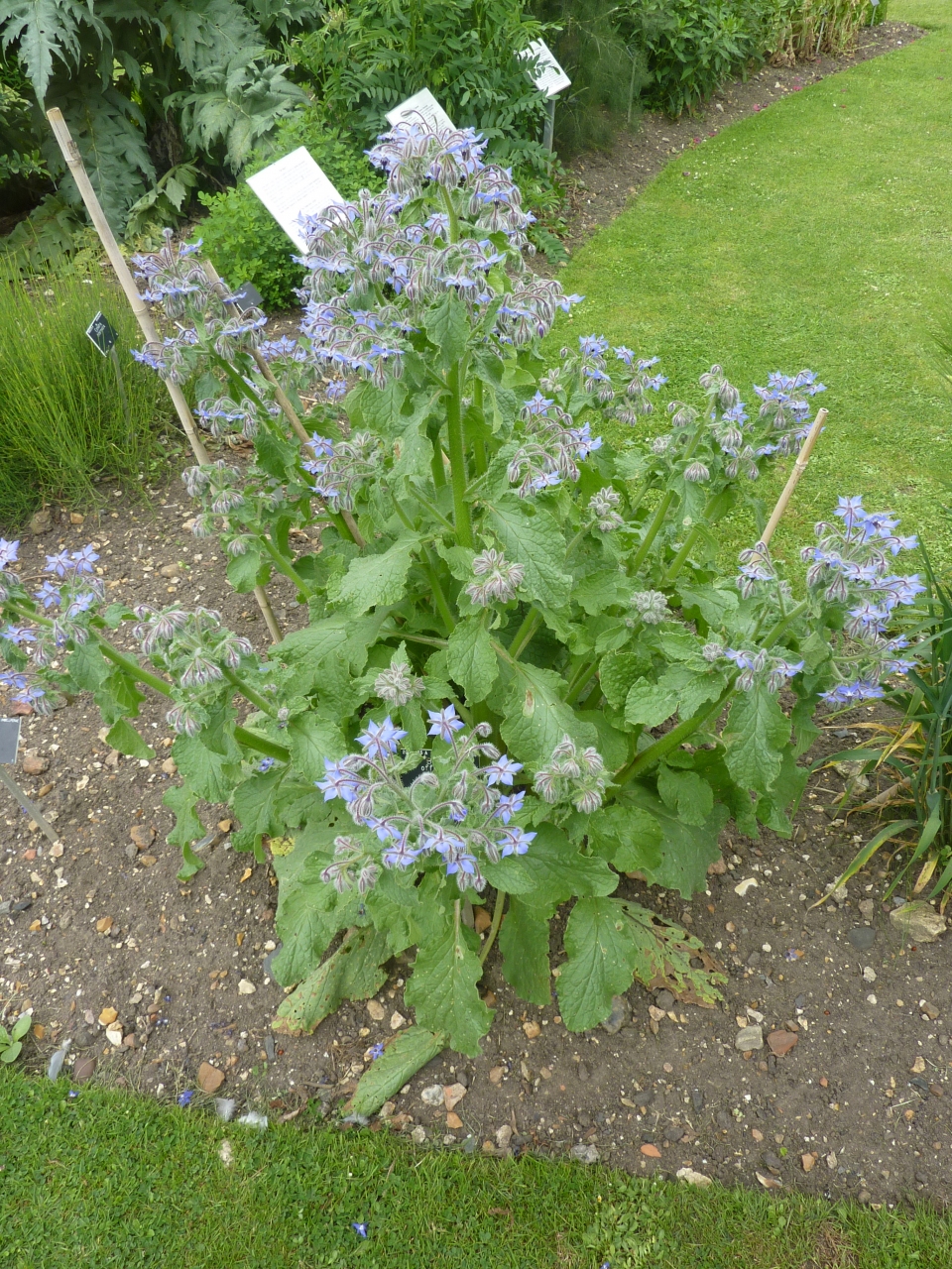 Borago officinalis