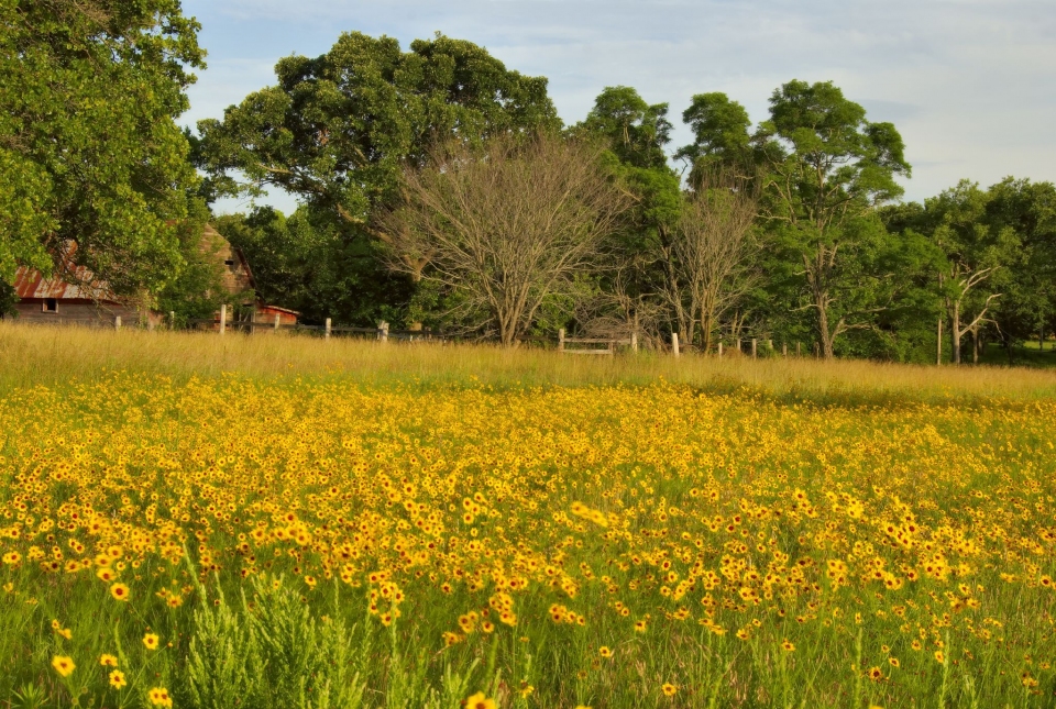 Coreopsis tinctoria