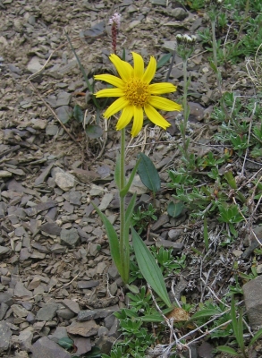 Arnica angustifolia