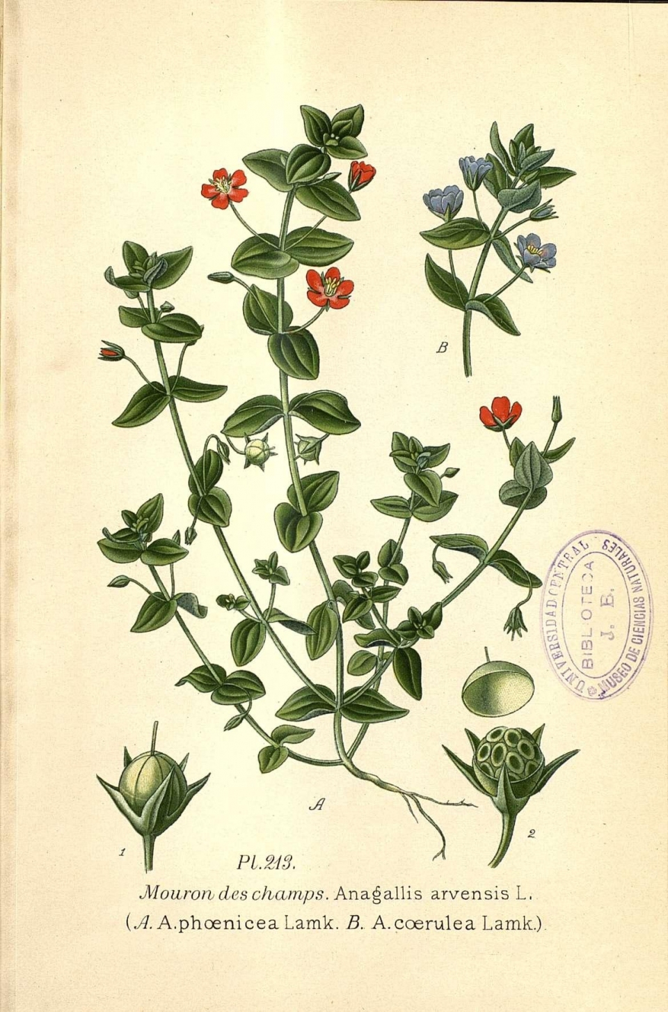 Anagallis arvensis