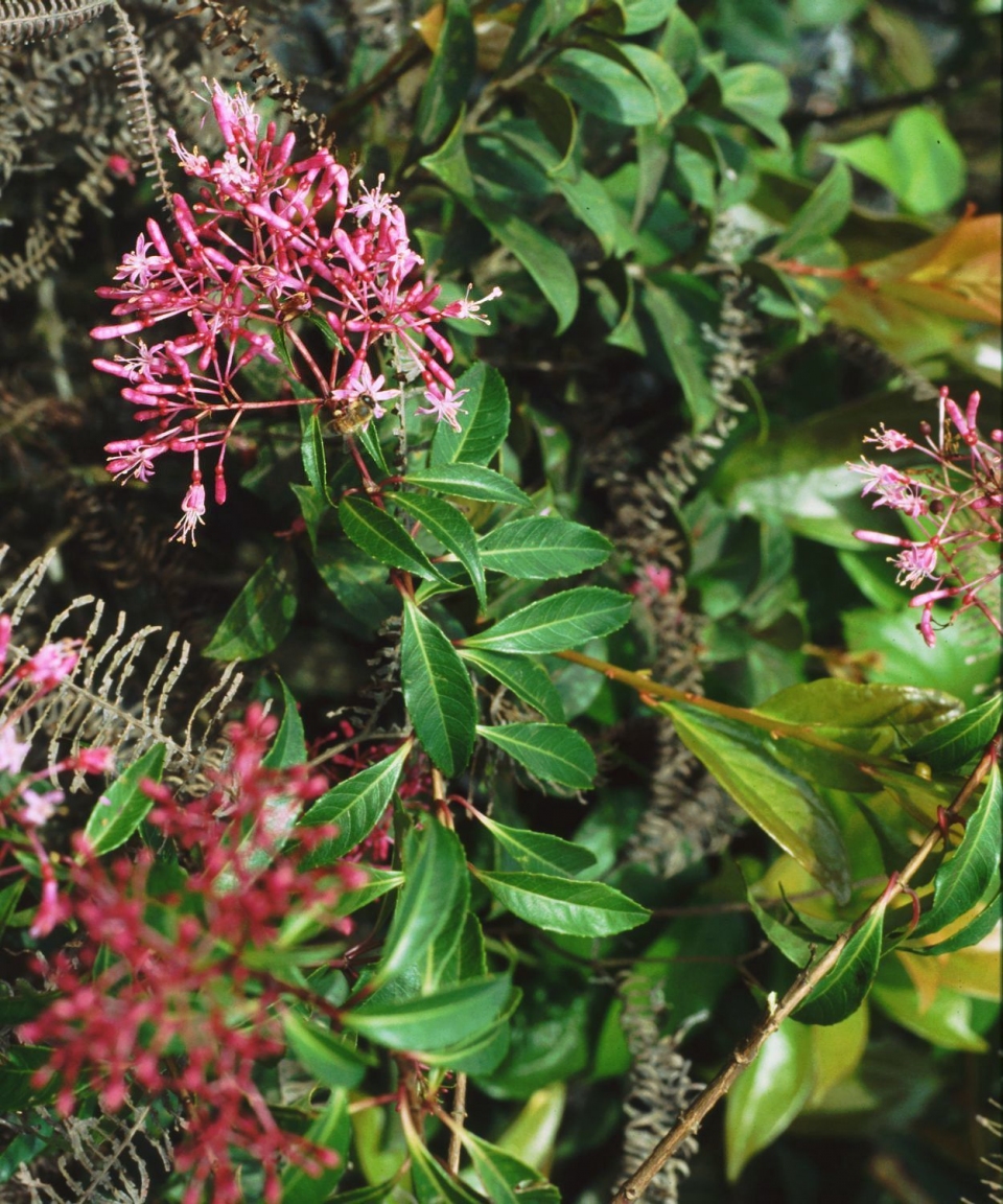 Fuchsia paniculata