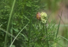 Adonis vernalis