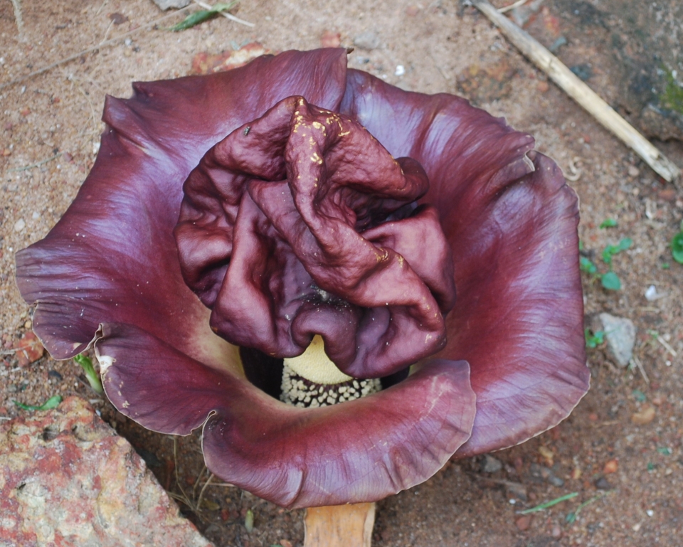 Amorphophallus paeoniifolius