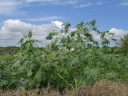 Ricinus communis