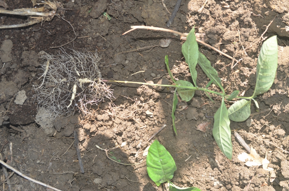 Asclepias purpurascens