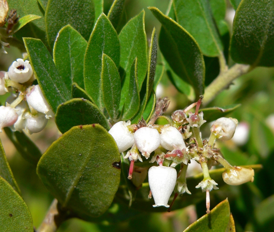 Arctostaphylos tomentosa