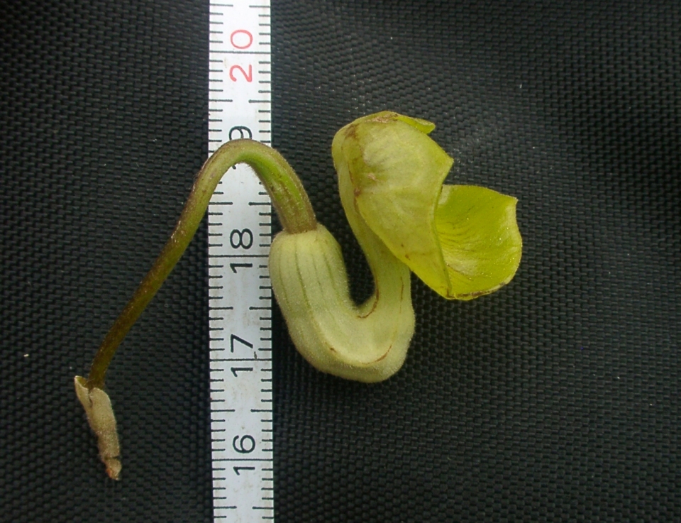 Aristolochia kaempferi