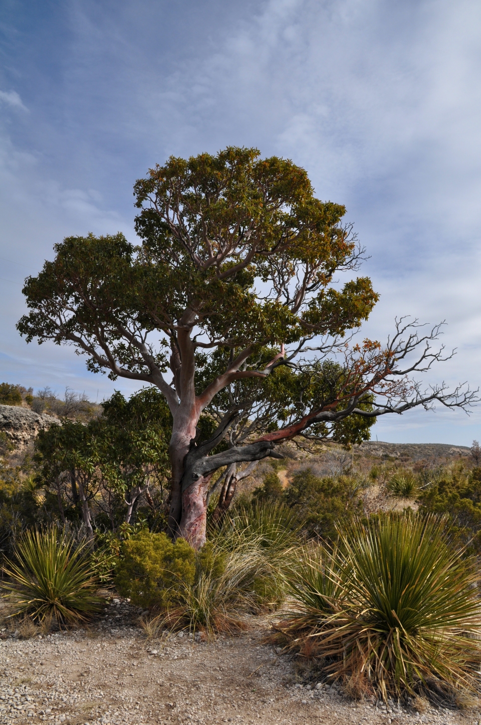 Arbutus xalapensis