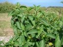 Solanum americanum