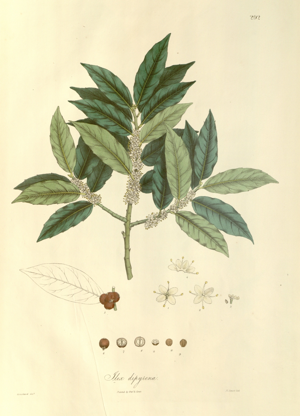 Ilex dipyrena