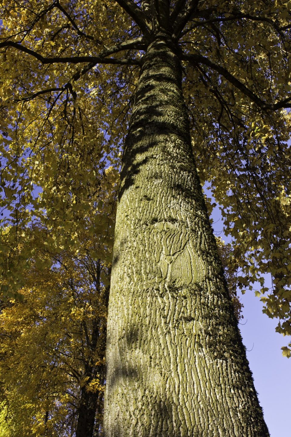 Acer macrophyllum