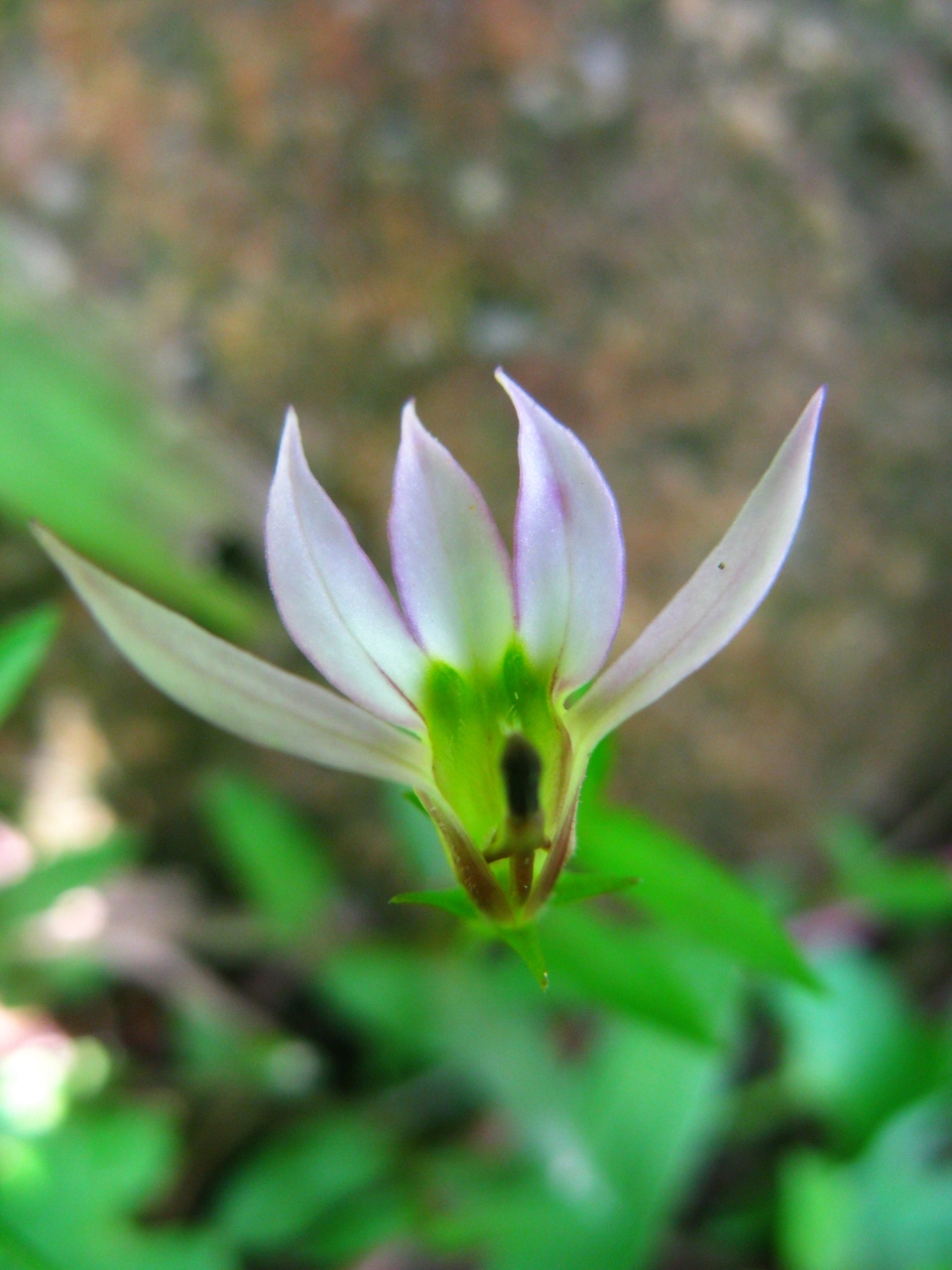 Lobelia chinensis